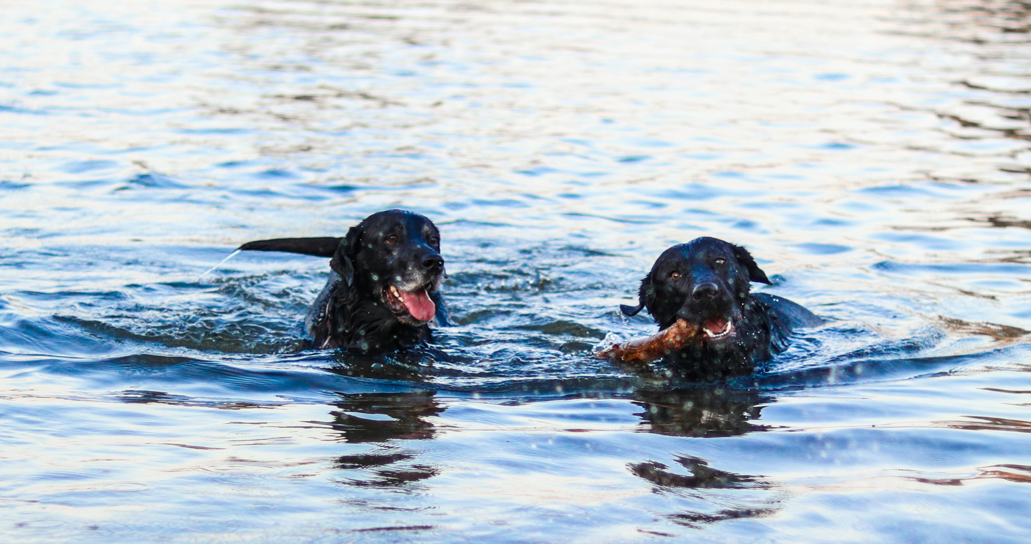 Vorschau Abkühlung Hund